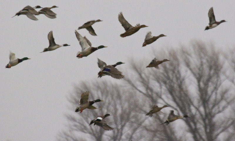 Mallards And Northern Pintails In Flight